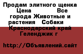 Продам элитного щенка › Цена ­ 30 000 - Все города Животные и растения » Собаки   . Краснодарский край,Геленджик г.